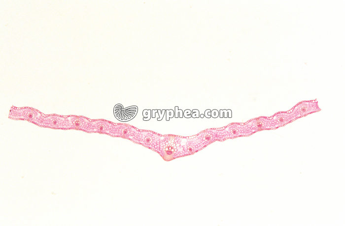 Feuille de Blé CT x7 - gryphea.com